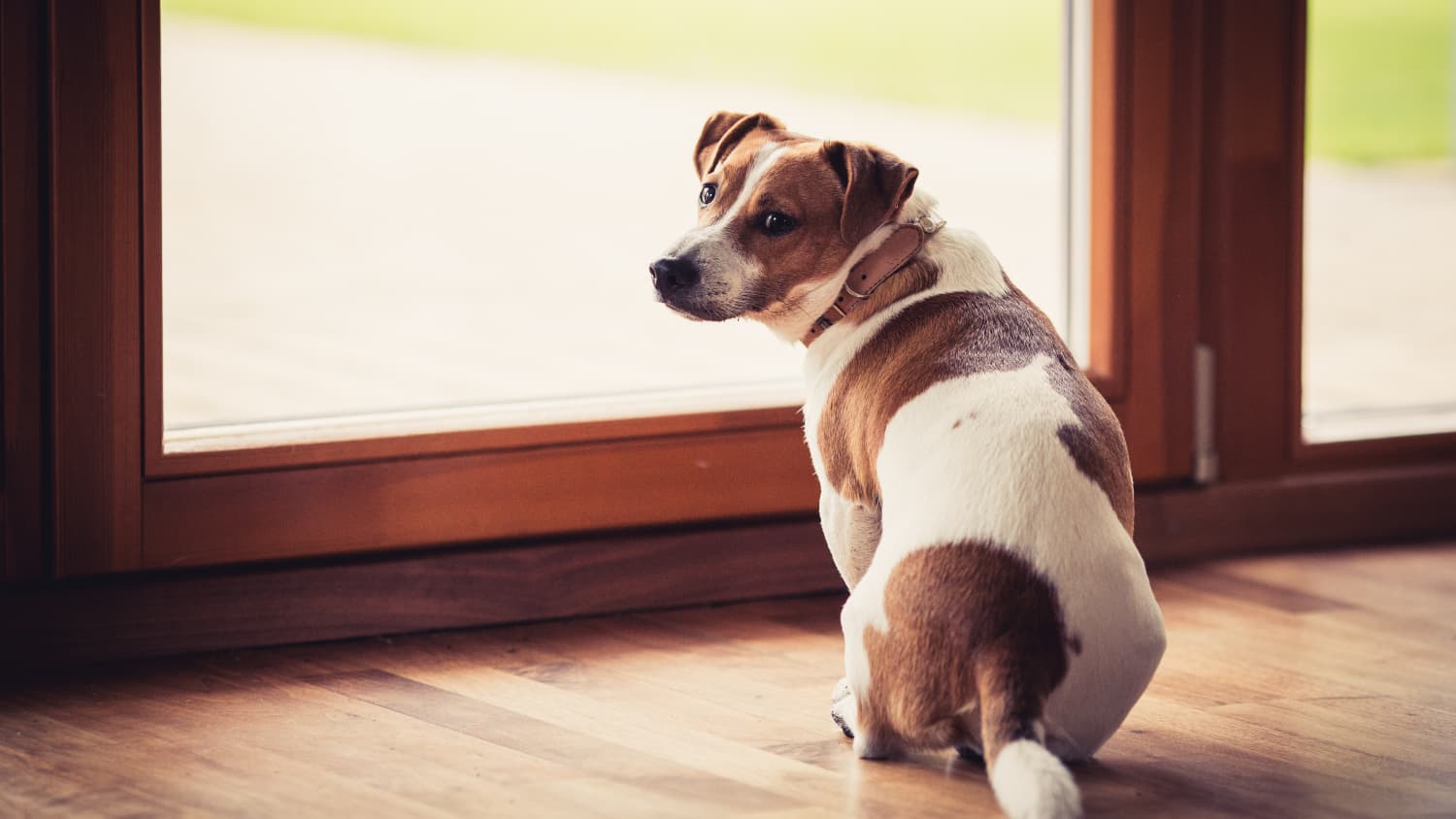 Doggy door with chip reader shop